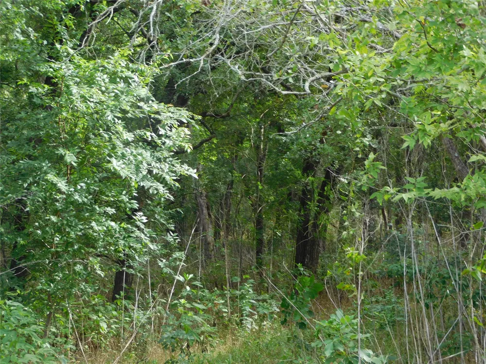 Fm 2114 Hubbard, TX 76648