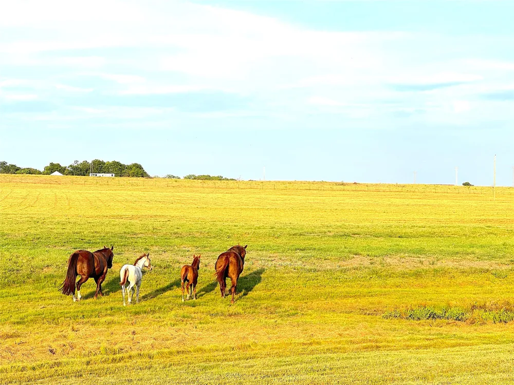 10670 Highway 281 Perrin, TX 76486