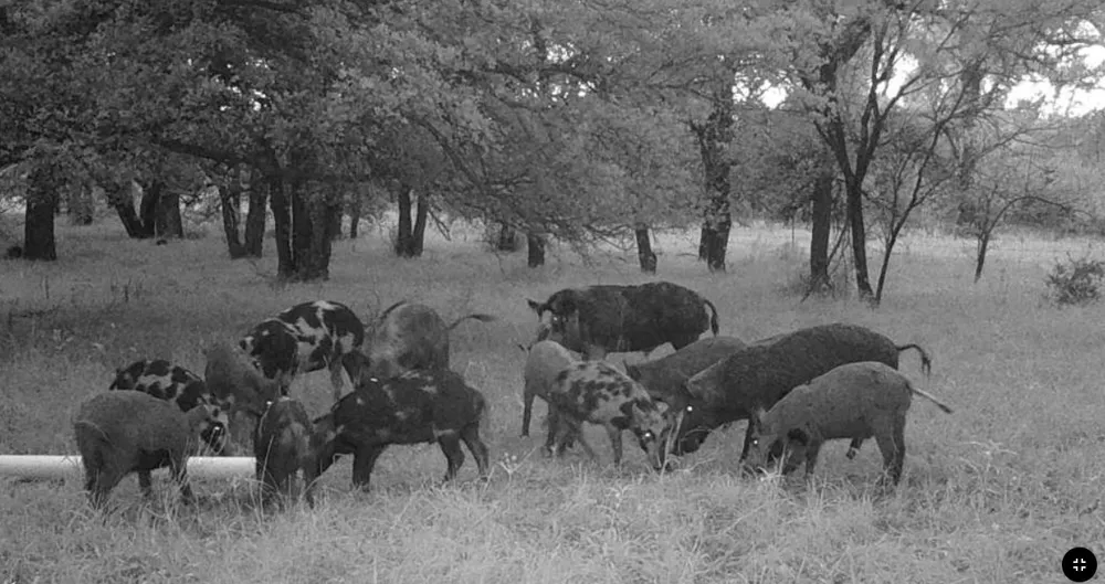 Coalville Road Gordon, TX 76453