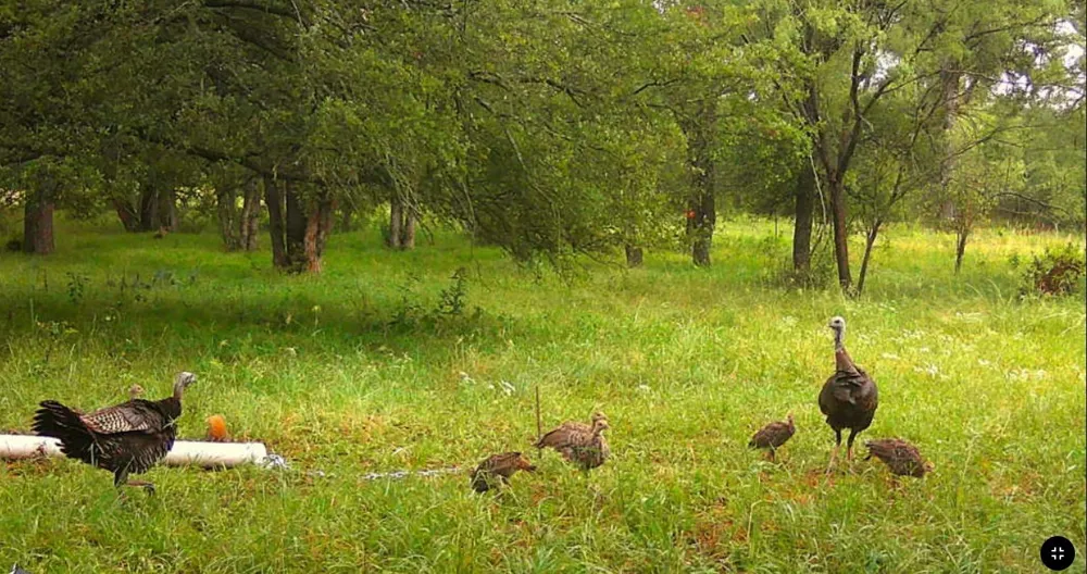 Coalville Road Gordon, TX 76453