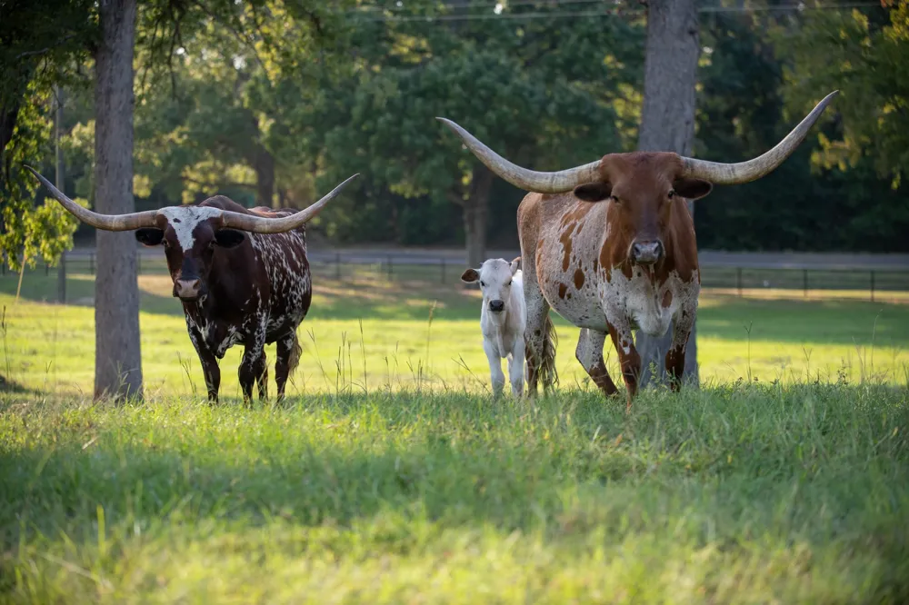 6544 FM 1616 Athens, TX 75752