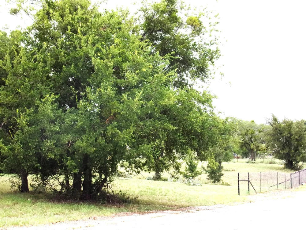 Clear St San Saba, TX 76877