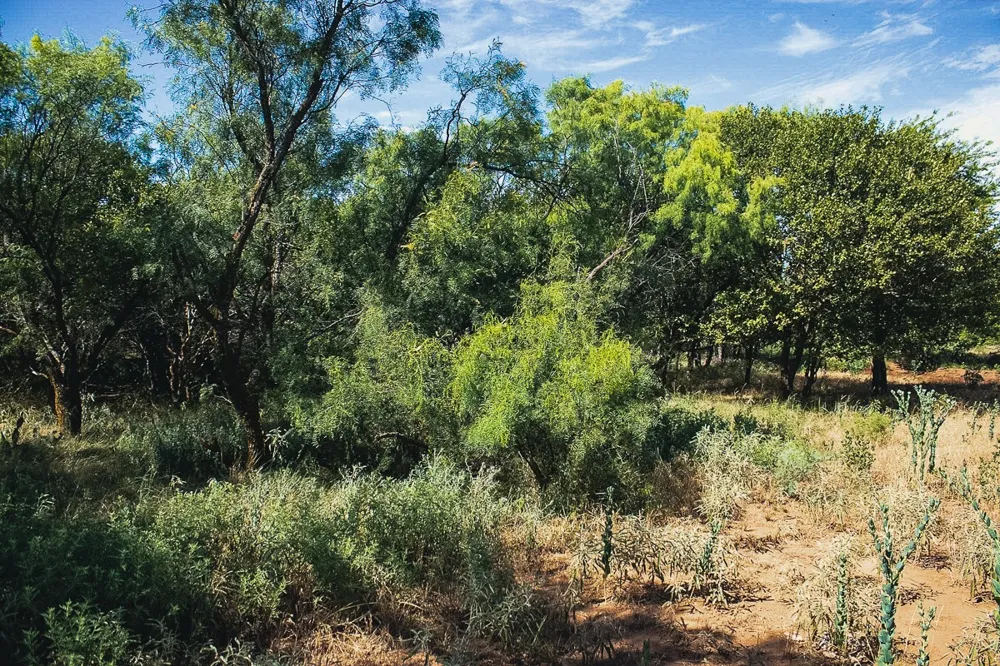 372 Buffalo Crest Trail Henrietta, TX 77575