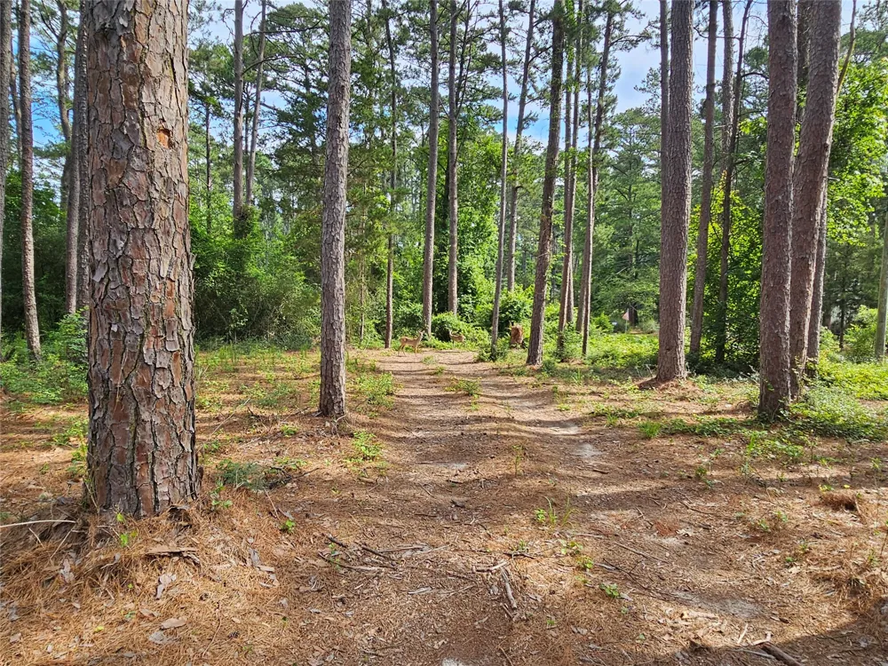 Green Meadow Trail (Lot 140) Holly Lake Ranch, TX 75765