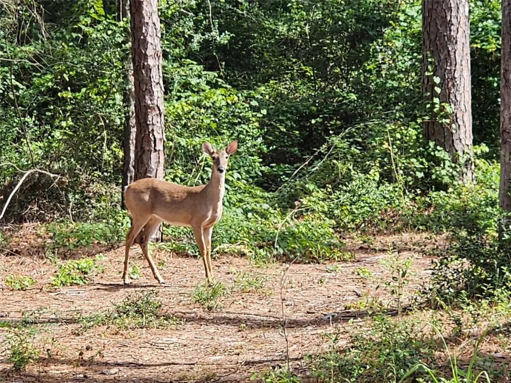 Green Meadow Trail (Lot 140) Holly Lake Ranch, TX 75765
