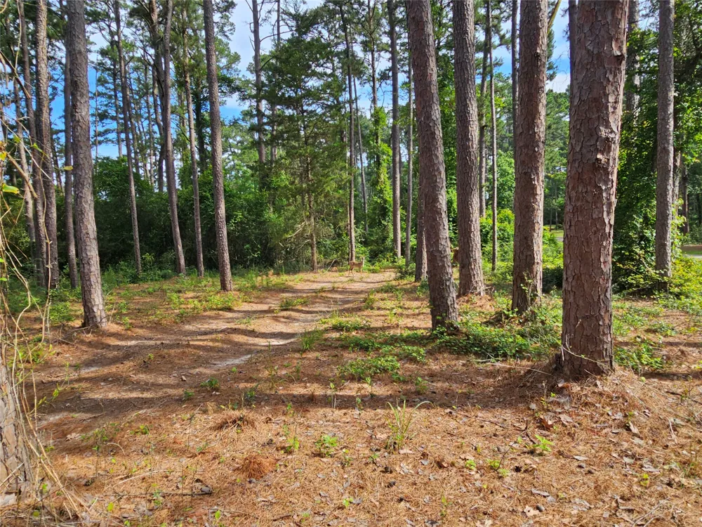 Green Meadow Trail Holly Lake Ranch, TX 75765