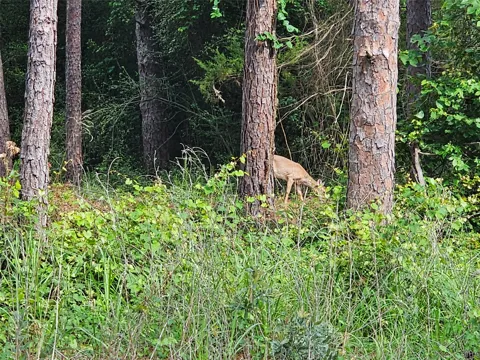 Green Meadow Trail