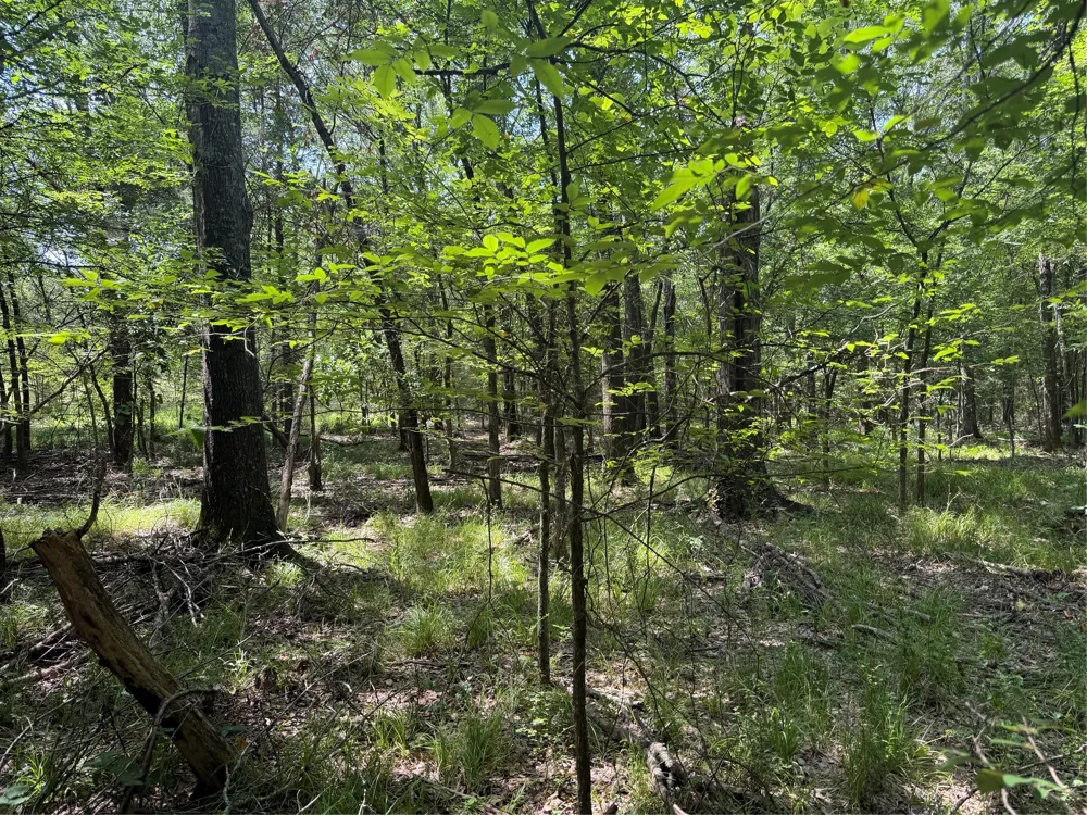 Hare Lane #11 Acre Greenville, TX 75402