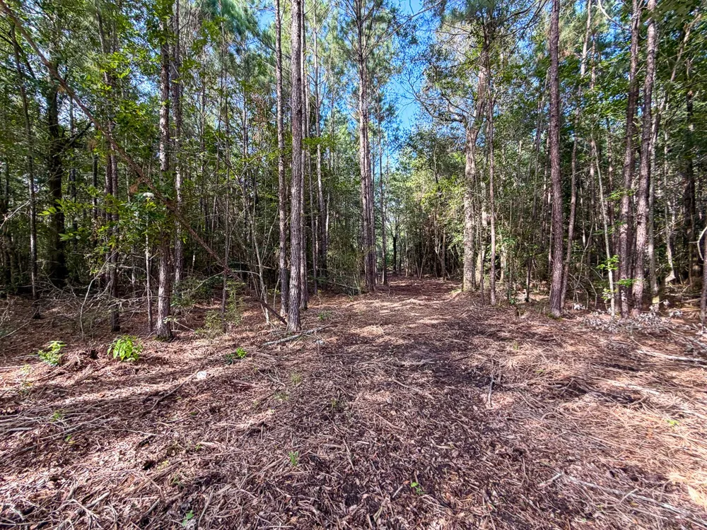 3 FM 787 Saratoga, TX 77585