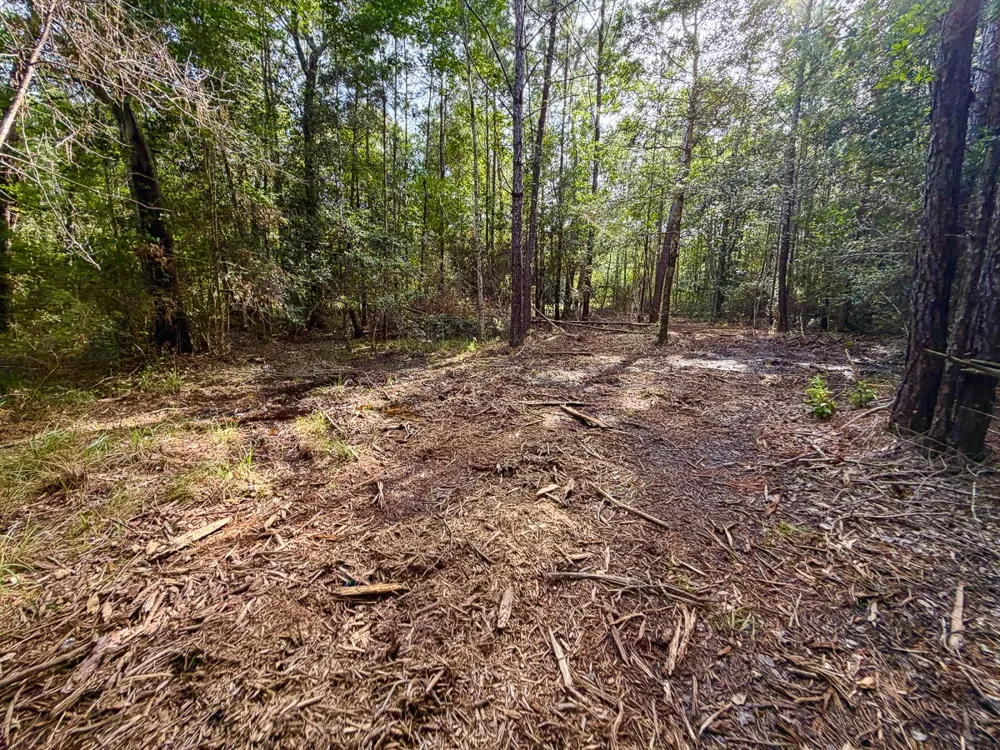 8 FM 787 Saratoga, TX 77585