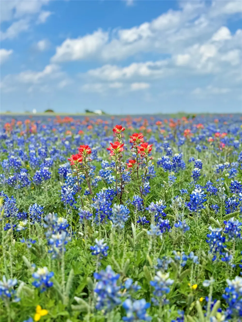 Fm-879 Ennis, TX 75152