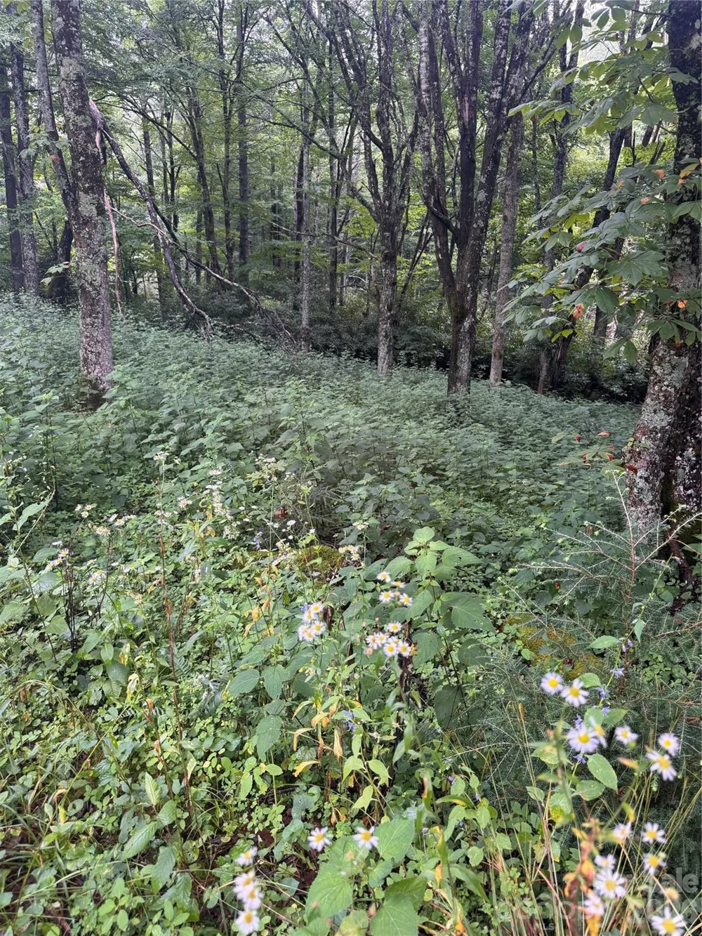 TBD Sugar Mountain 2 Road #B Newland, NC 28657