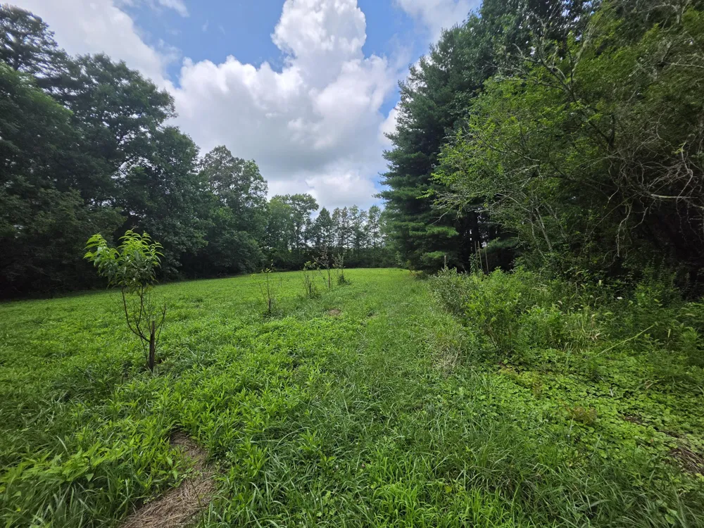 109 Rankin Road Gruetli Laager, TN 37339