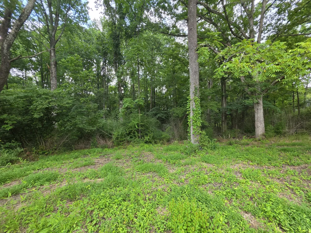 109 Rankin Road Gruetli Laager, TN 37339