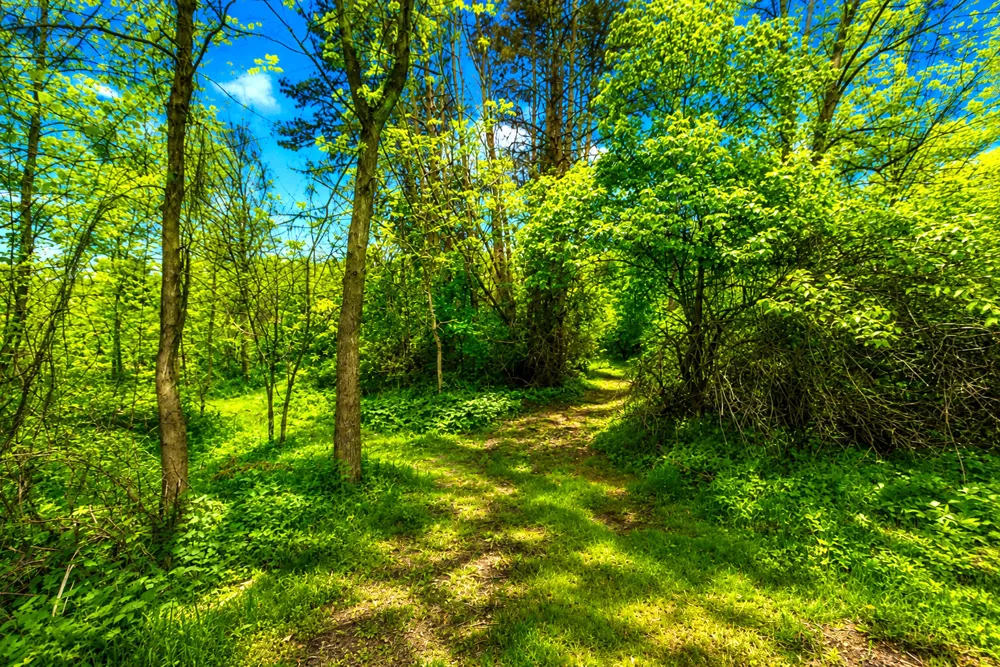 McGuiness Road Dexter, MI 48130