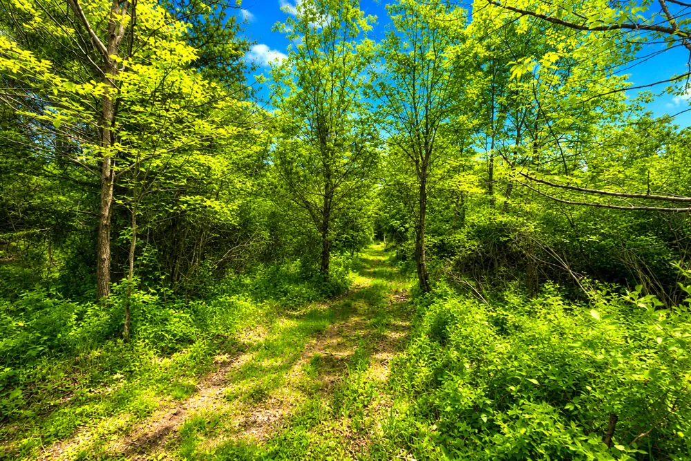 McGuiness Road Dexter, MI 48130