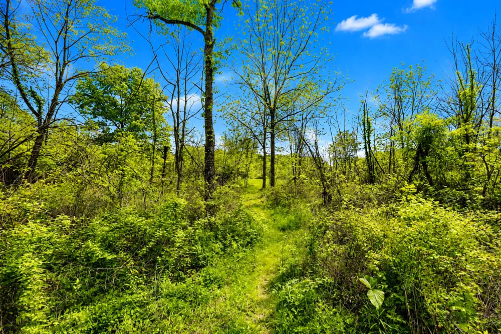 McGuiness Road Dexter, MI 48130
