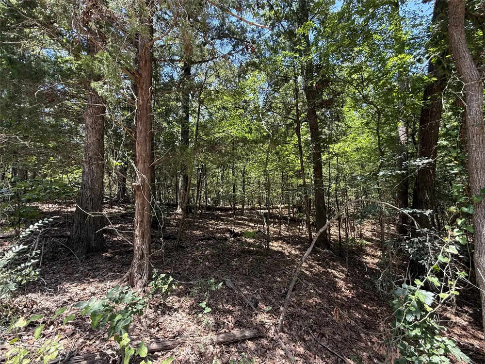 Whispering Pine Trail Mount Vernon, TX 75457