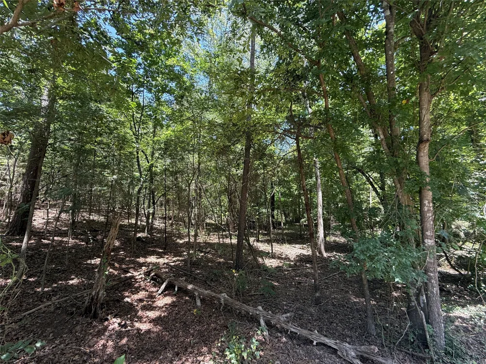 Whispering Pine Trail Mount Vernon, TX 75457