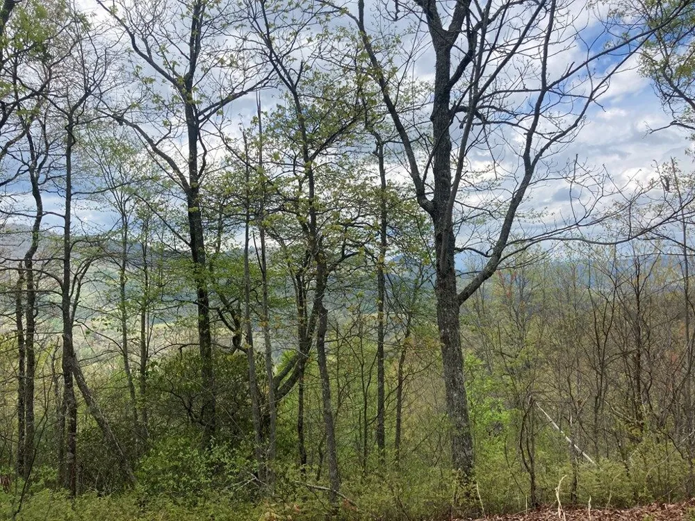 Burningtown Falls Rd Franklin, NC 28734