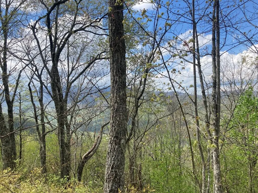 Burningtown Falls Rd Franklin, NC 28734