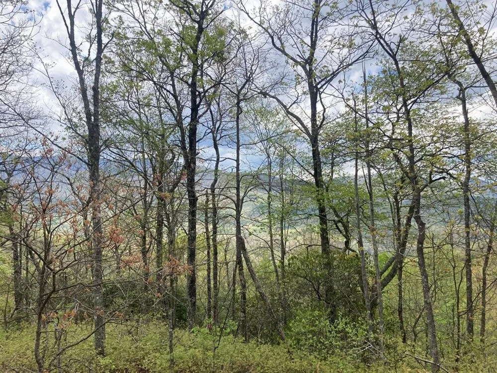 Burningtown Falls Rd Franklin, NC 28734