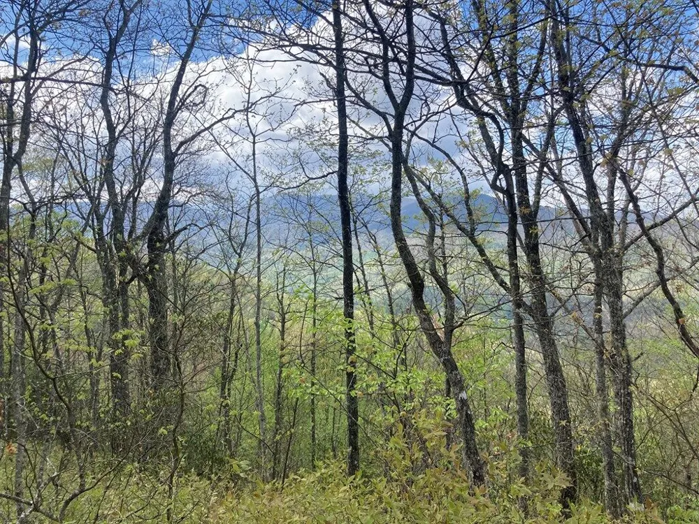 Burningtown Falls Rd Franklin, NC 28734