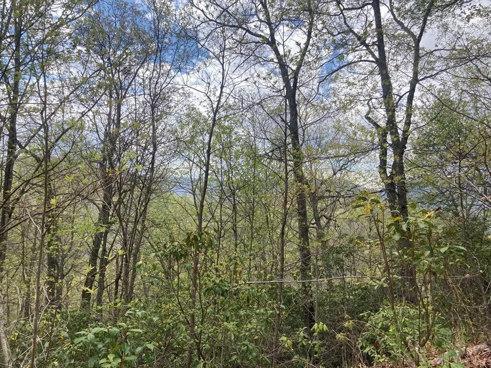 Burningtown Falls Rd Franklin, NC 28734