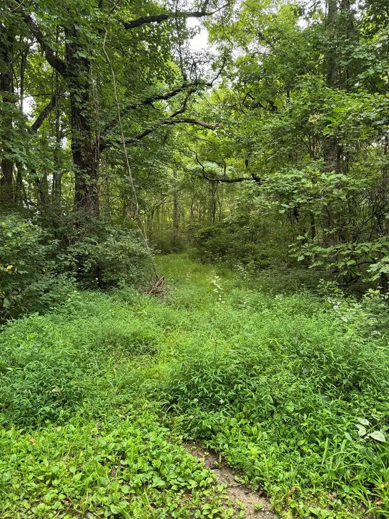 Upper Pigeon Creek Bryson City, NC 28713