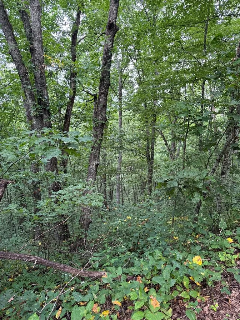 Upper Pigeon Creek Bryson City, NC 28713
