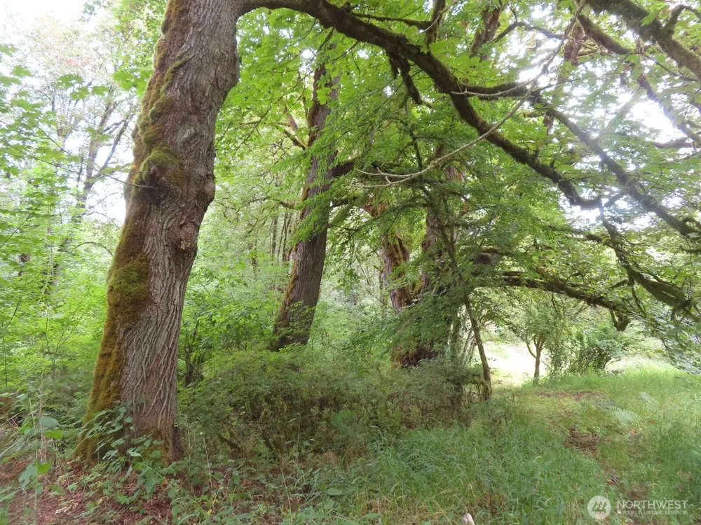 0 XXX Del Ray Road Mossyrock, WA 98564