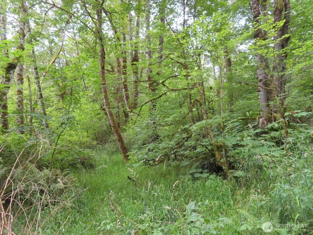 0 XXX Del Ray Road Mossyrock, WA 98564