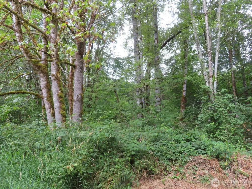 0 XXX Del Ray Road Mossyrock, WA 98564