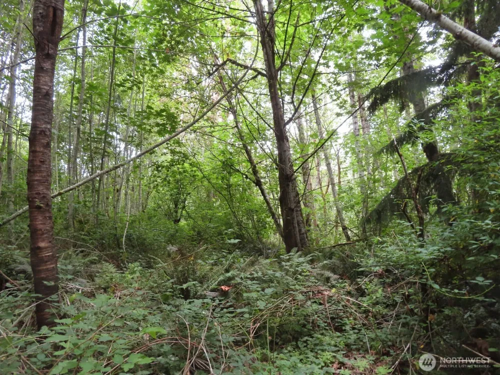 0 XXX Del Ray Road Mossyrock, WA 98564