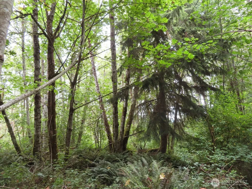 0 XXX Del Ray Road Mossyrock, WA 98564