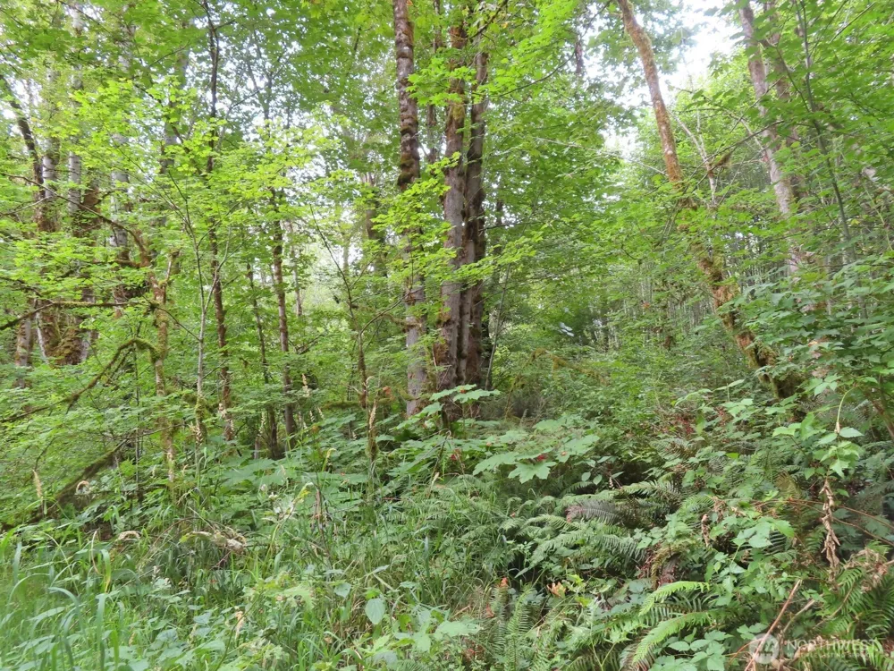 0 XXX Del Ray Road Mossyrock, WA 98564
