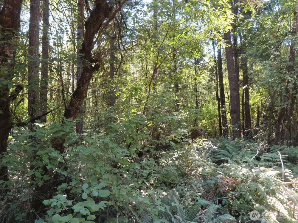 0 XXX Del Ray Road Mossyrock, WA 98564