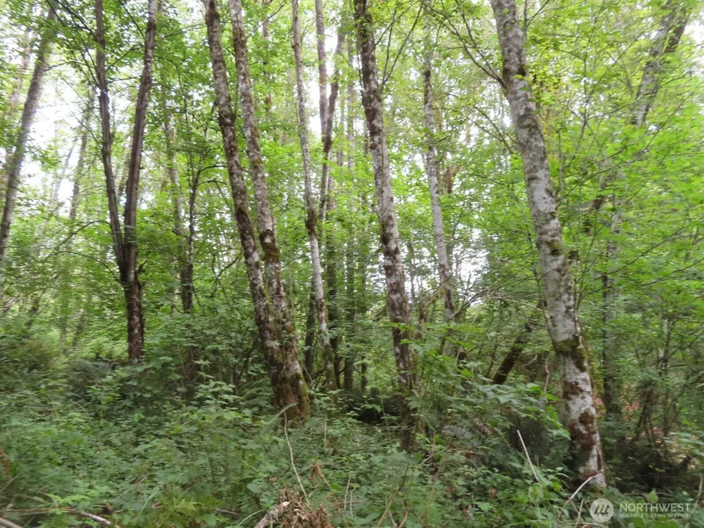 0 XXX Del Ray Road Mossyrock, WA 98564