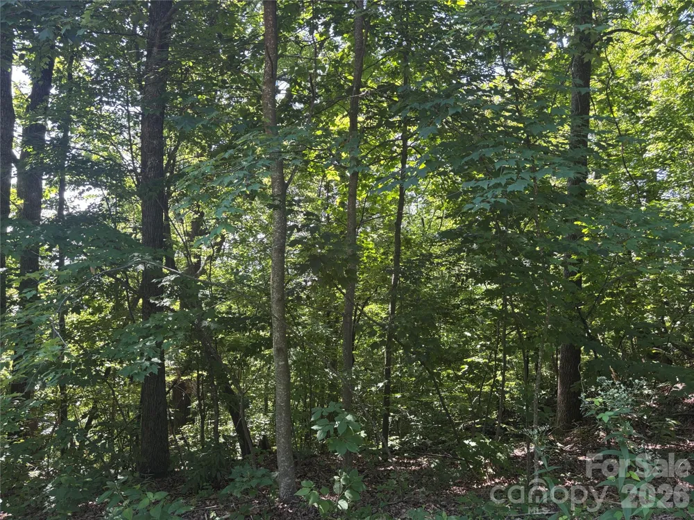 000 Williams Circle NW #320 Lake Lure, NC 28746