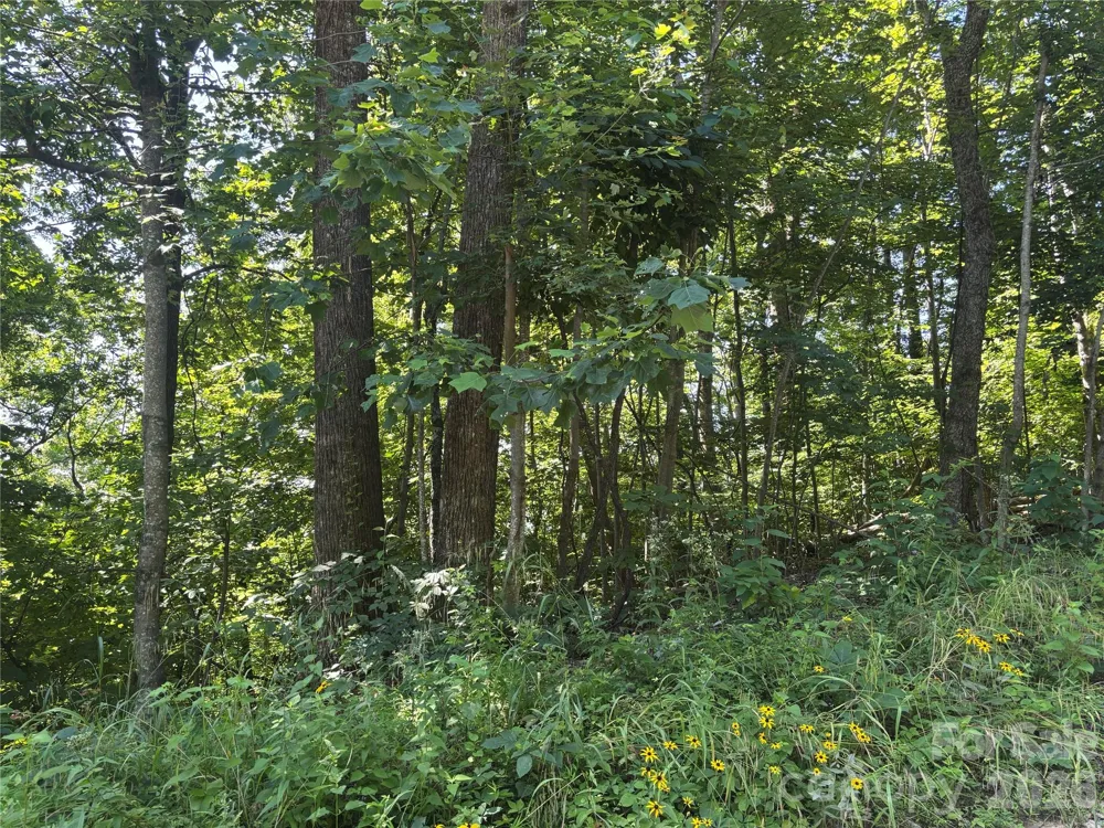 000 Williams Circle NW #320 Lake Lure, NC 28746