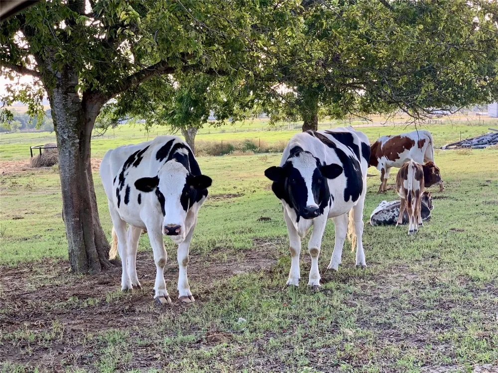 6572 Sandy Hill Road Brenham, TX 77833