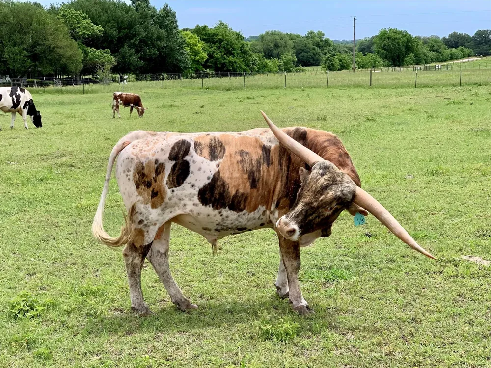 6572 Sandy Hill Road Brenham, TX 77833