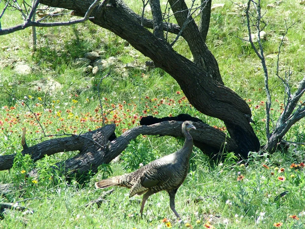 6187 FM 586 S Bangs, TX 76823