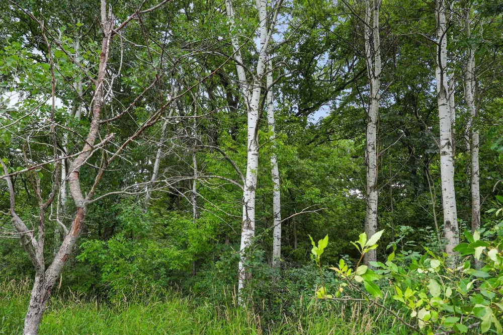 TBD 350th Street Shafer, MN 55074