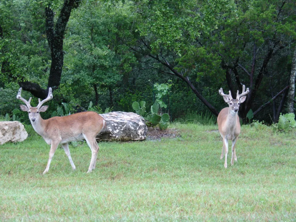 1017 Coventry Road Spicewood, TX 78669