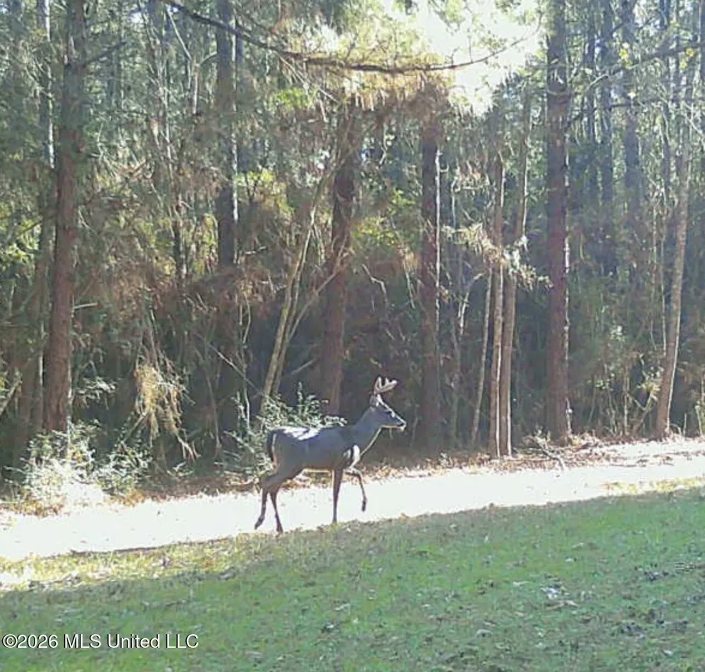 64 Greer Road Jayess, MS 39641