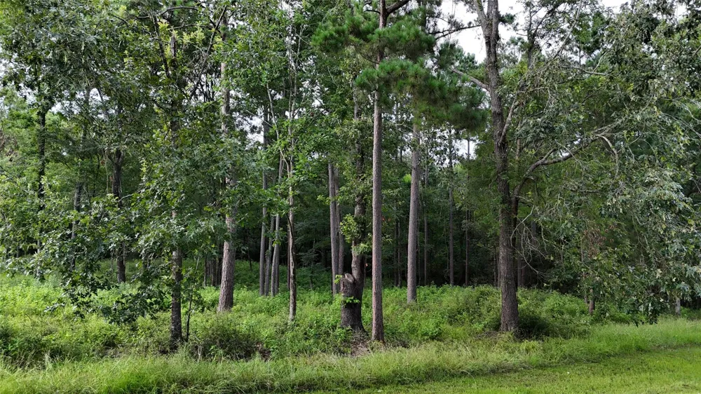 35 Naples Way Huntsville, TX 77320