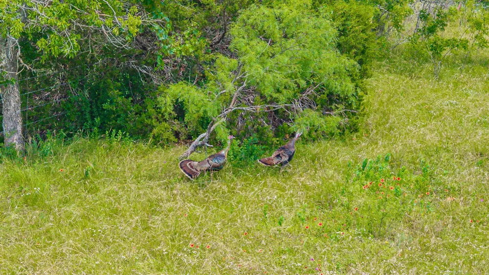 2401 County Road 382 Carlton, TX 76436
