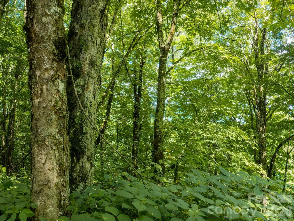 #E16 Adela Trail Maggie Valley, NC 28751