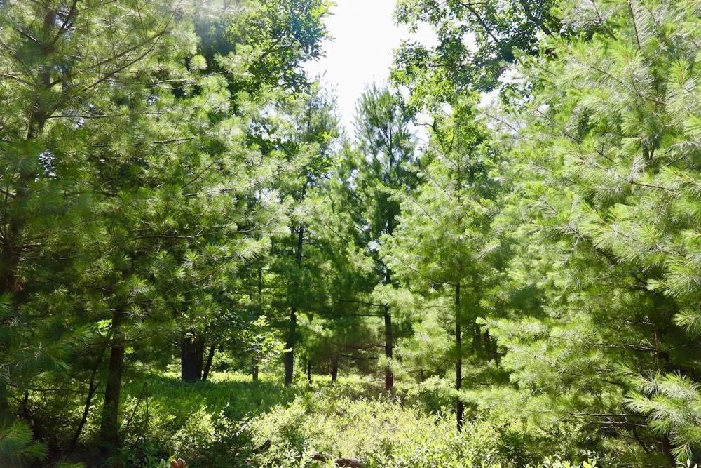 1 E Greenwood Road Prescott, MI 48756